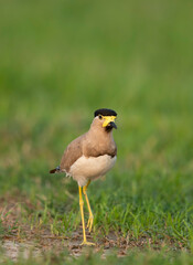 Yellow-wattled lapwing