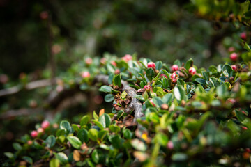 Green low-growing small-leaved shrub with red flowers
buds. Leafy hedge garden wild shrub ground cover foliage leaf closeup nature shrubs shrubbery leaves bush. - Powered by Adobe