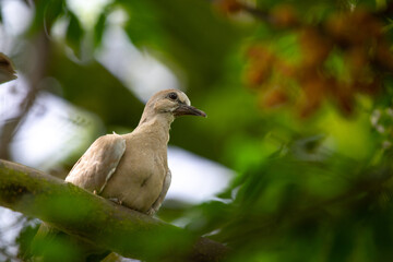 rola, Streptopelia decaocto, paz, ave, animais, branco, natureza, pena, ala, bico, fauna, ave, pena, inóspito, símbolo, liberdade