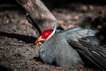 Gray wild bird with red head lying on the ground. Huge sharp yellow beak with red based, red face, fluffy feathers on top of head. Bird animal resting on land.