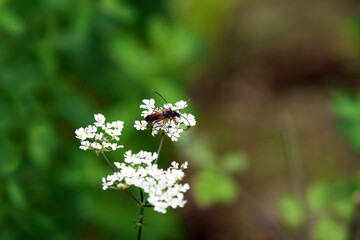 insect on a flower