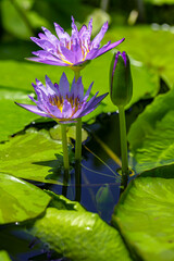 purple water lily 
