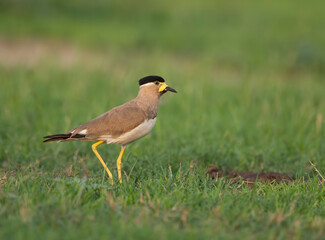 Yellow-wattled lapwing