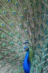 Fototapeta premium portrait of a peacock