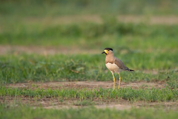 Yellow-wattled lapwing