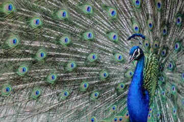 Naklejka premium peacock with feathers out