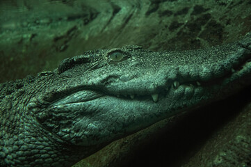 alligator in the water