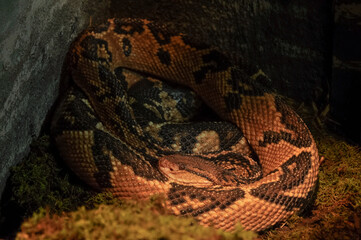 close up of a bushmaster snake