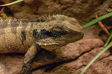lizard on the rock