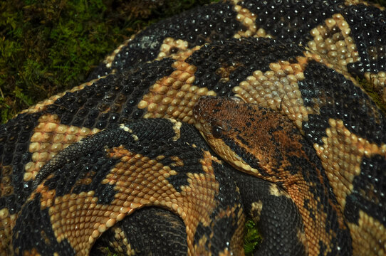 close up of a bushmaster snake