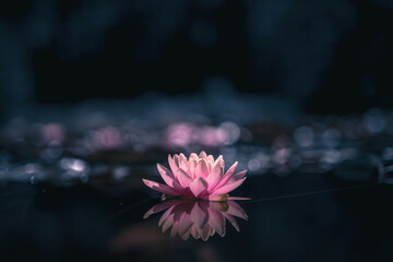 Pink lotus flower or waterlily dark background - obrazy, fototapety, plakaty