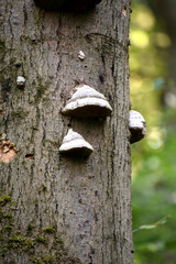 Mushroom on a tree