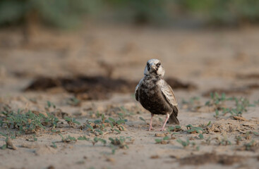 Ashy-crowned sparrow-lark 