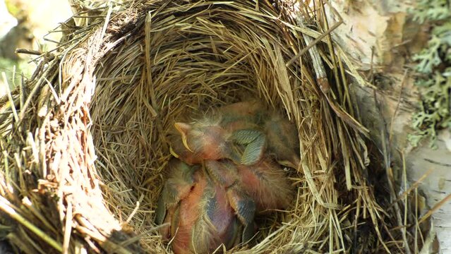 Bird's nest with birds