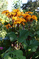 The ligularis dentata plentifully blossoms yellow bright flowers.