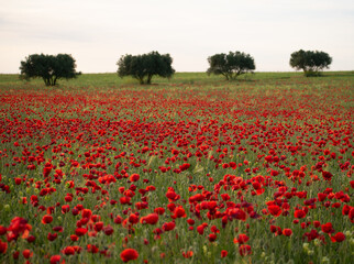 a lot of red poppies invade the field in spring
