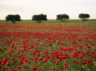 Fototapeta na wymiar a lot of red poppies invade the field in spring