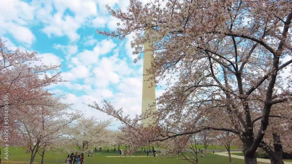 Sticker Washington Monument cherry blossom