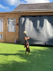 Dachshund playing ball.