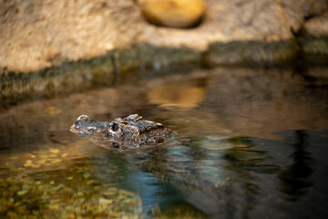 Obraz premium Tulsa Zoo