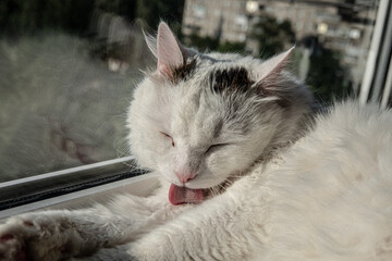 Funny white cat with black spot lying on table and is licked itself, close up. Cute cat with close...