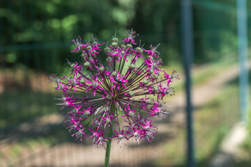 Onion with a beautiful spherical flower of purple color on a garden blurred background. Allium bloom in spring. Purple flower of decorative onion, close up. 