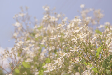 Close-up of green bush with little white flowers, cute background and selective focus. Blossom mountain clematis at summer garden.