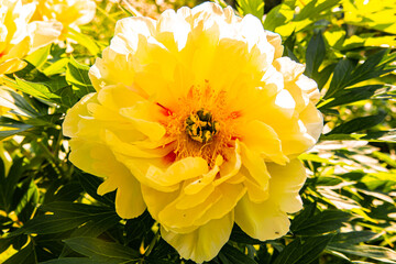 Close-up Yellow big flower peony. Large grand yellow peony in the summer garden at the sunny day. Bright congratulation on the holiday. Peony bud shot at close range.