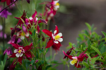 red and white flowers