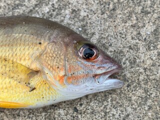  Loseup shot head of small yellow mangrove jack fish lying on the concrete floor