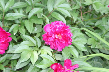 A bouquet of bright fragrant peonies is very beautiful in spring
