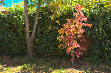 autumn leaves in the park