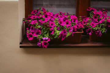 Beautiful violet colored petunia flowers growing in a pot on a window sill. Concept of nature in the city