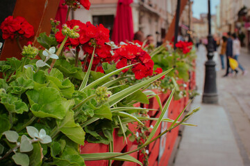 Beautiful Pelargonium or Geranium flowers in pot in a street cafe on a nice summer evening in Europe