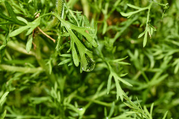 Water drop of morning dew on beautiful plant leaf, Macro of rain droplet with nature light reflection, Natural pattern background.