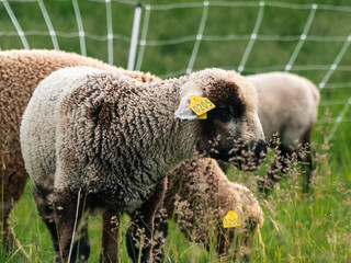 Sheep on organic farm - Farm Animals 