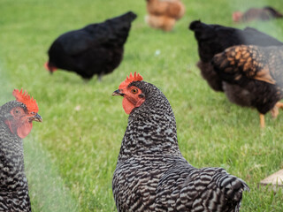 Chickens - Free-range Laying Hens - Organic Farm Animals - Chickens Outside