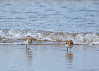 Oyster Catchers at Aber Dyfi Beach