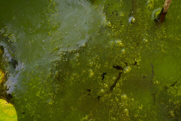 Green moss on the surface of the water looking into a green background.