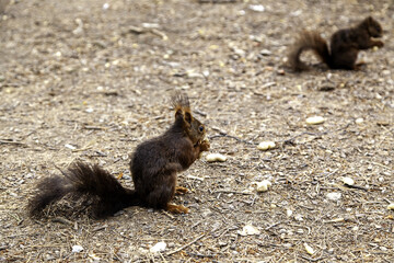 Feeding a squirrel