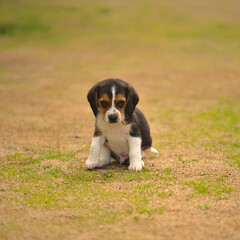 beagle puppy sit on field