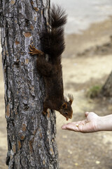 Feeding a squirrel