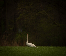 Nice color swan on spring water lake near Ostrava city