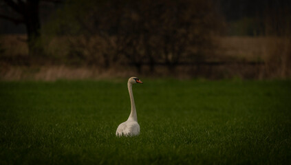 Nice color swan on spring water lake near Ostrava city