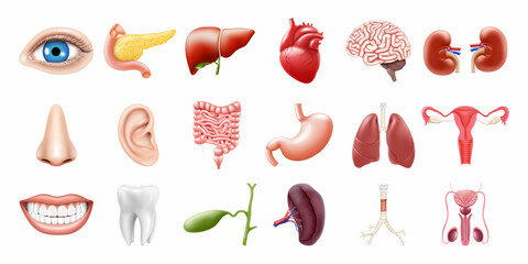 Human internal organs isolated on white background. Lungs, kidneys, stomach, intestines, brain, heart, spleen, liver, tooth, trachea, gallbladder, eye. Realistic 3d vector icons set - obrazy, fototapety, plakaty