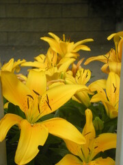 żółte lilie w zbliżeniu