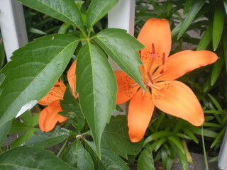 pomarańczowa lilia wśród liści