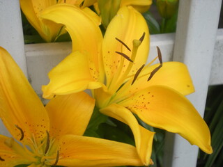 żółte lilie w zbliżeniu na tle białej kratki 