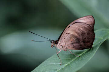 Lycaenid butterfly on a green leaf - Powered by Adobe