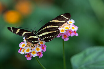 Admiral butterfly in pink flowers
